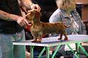 Crufts2011_2 607